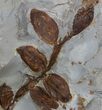 Fossil Nyssidium Seed Pods From Montana - Paleocene #35732-2